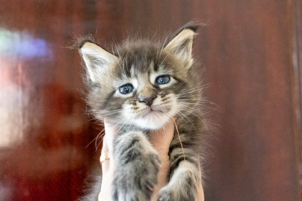 Filhote maine coon